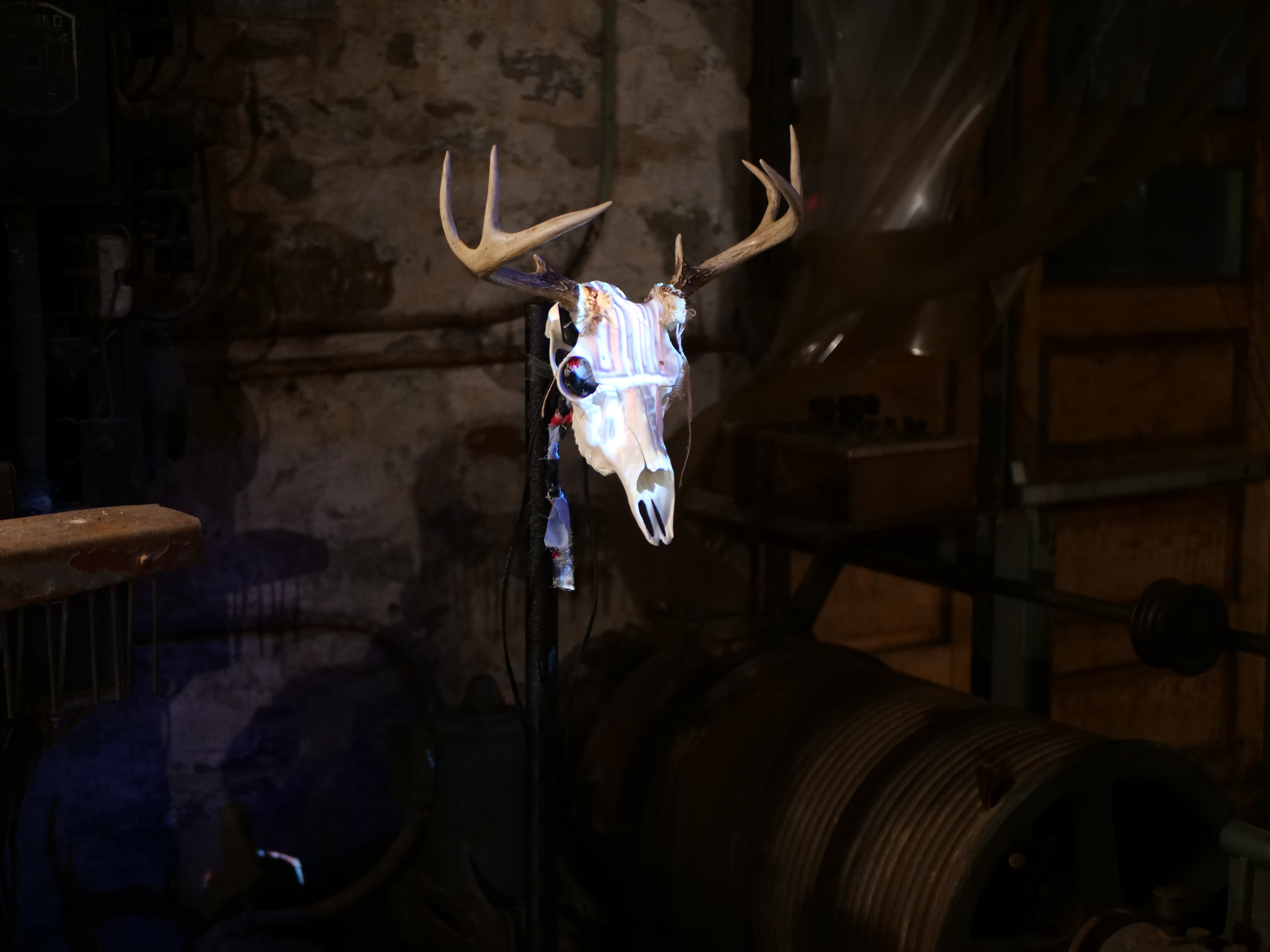 A replica deer skull with projection of a row home in Baltimore, Maryland mapped on top of it